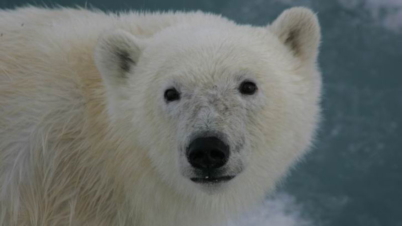Foto: Hurtigruten Svalbard